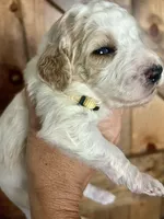 Honey, a female Goldendoodle for sale in Weatherford, TX – 1 of 10