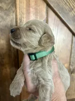 Mocha, a female Goldendoodle for sale in Weatherford, TX – 4 of 6