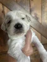 Violet, a female Goldendoodle for sale in Weatherford, TX – 2 of 8