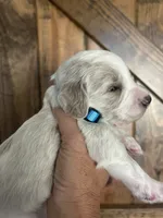 River , a male Goldendoodle for sale in Weatherford, TX – 2 of 10