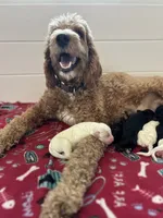 Honey, a female Goldendoodle for sale in Weatherford, TX – 8 of 10