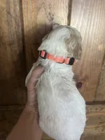 Willow, a female Goldendoodle for sale in Weatherford, TX – 3 of 6