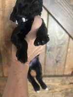 Lacy, a female Goldendoodle for sale in Weatherford, TX – 6 of 10