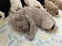 Mocha, a female Goldendoodle for sale in Weatherford, TX – 5 of 6