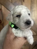 Scout, a male Goldendoodle for sale in Weatherford, TX – 2 of 10