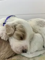 Violet, a female Goldendoodle for sale in Weatherford, TX – 6 of 8