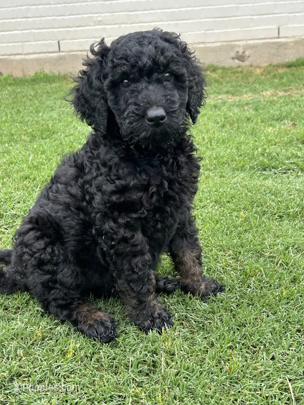 Cocoa  – Goldendoodle puppy for sale in Weatherford, TX