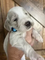 River , a male Goldendoodle for sale in Weatherford, TX – 3 of 10
