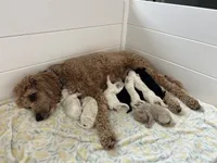 Charlie, a male Goldendoodle for sale in Weatherford, TX – 6 of 6