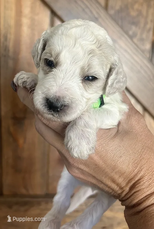Scout – Goldendoodle puppy for sale in Weatherford, TX