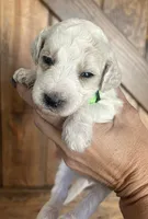 Scout, a male Goldendoodle for sale in Weatherford, TX – 1 of 10