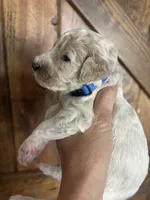 Charlie, a male Goldendoodle for sale in Weatherford, TX – 3 of 6