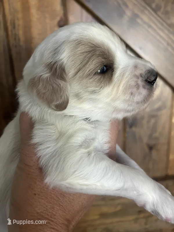 Violet – Goldendoodle puppy for sale in Weatherford, TX