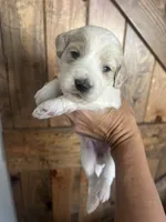 Violet, a female Goldendoodle for sale in Weatherford, TX – 3 of 8