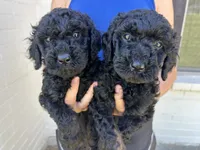 Stormy , a female Goldendoodle for sale in Weatherford, TX – 2 of 6