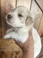Violet, a female Goldendoodle for sale in Weatherford, TX – 4 of 8