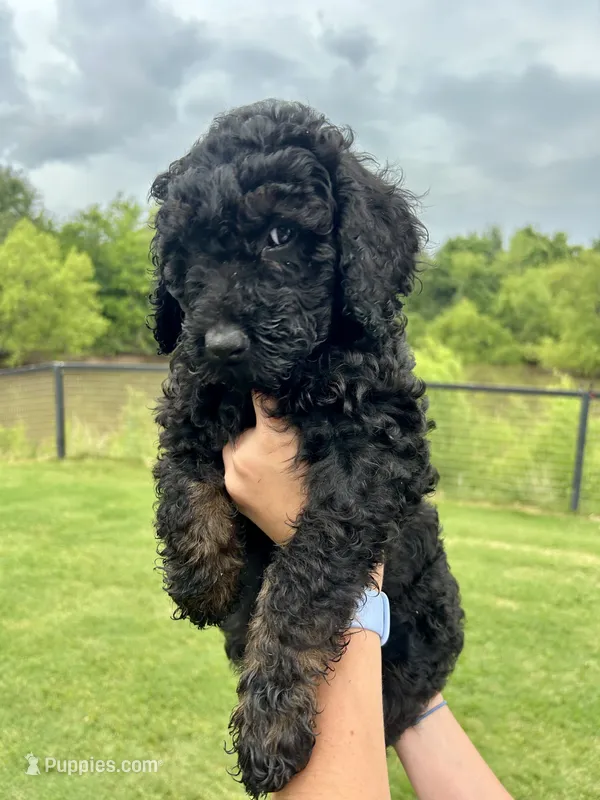 Stormy  – Goldendoodle puppy for sale in Weatherford, TX