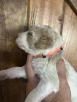 Willow, a female Goldendoodle for sale in Weatherford, TX – 2 of 6