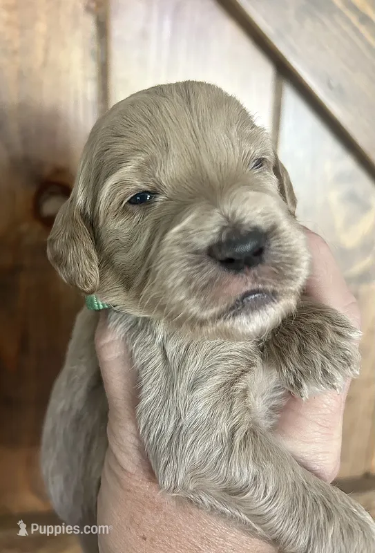 Mocha – Goldendoodle puppy for sale in Weatherford, TX