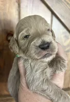 Mocha, a female Goldendoodle for sale in Weatherford, TX – 1 of 6