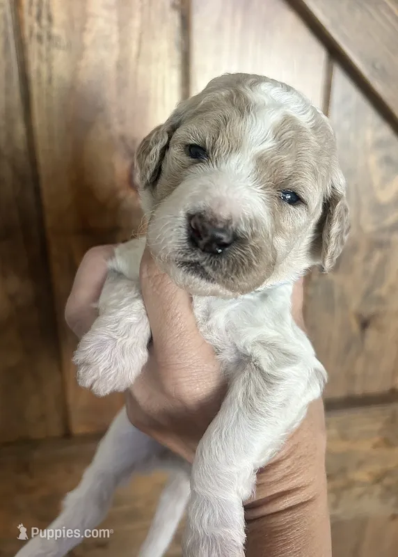 Charlie – Goldendoodle puppy for sale in Weatherford, TX