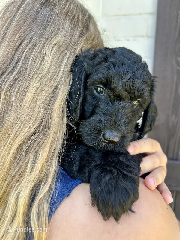 Bijou – Goldendoodle puppy for sale in Weatherford, TX
