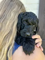 Bijou, a female Goldendoodle for sale in Weatherford, TX – 4 of 6