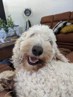 Stormy , a female Goldendoodle for sale in Weatherford, TX – 5 of 6