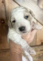 Honey, a female Goldendoodle for sale in Weatherford, TX – 4 of 10