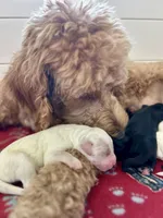 River , a male Goldendoodle for sale in Weatherford, TX – 7 of 10