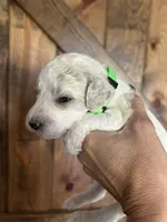 Scout, a male Goldendoodle for sale in Weatherford, TX – 4 of 10