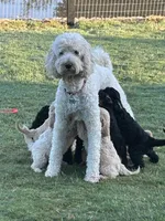 Stormy , a female Goldendoodle for sale in Weatherford, TX – 4 of 6