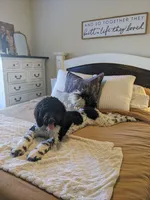 Stormy , a female Goldendoodle for sale in Weatherford, TX – 6 of 6