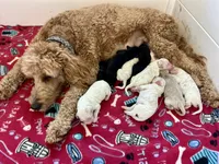 Scout, a male Goldendoodle for sale in Weatherford, TX – 9 of 10
