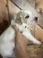Honey, a female Goldendoodle for sale in Weatherford, TX – 7 of 10