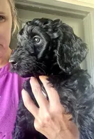 Bijou, a female Goldendoodle for sale in Weatherford, TX – 2 of 6