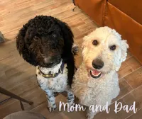 Bijou, a female Goldendoodle for sale in Weatherford, TX – 6 of 6