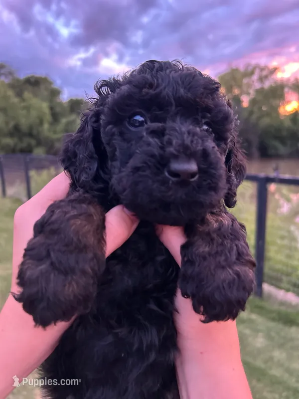 Stormy  – Goldendoodle puppy for sale in Weatherford, TX
