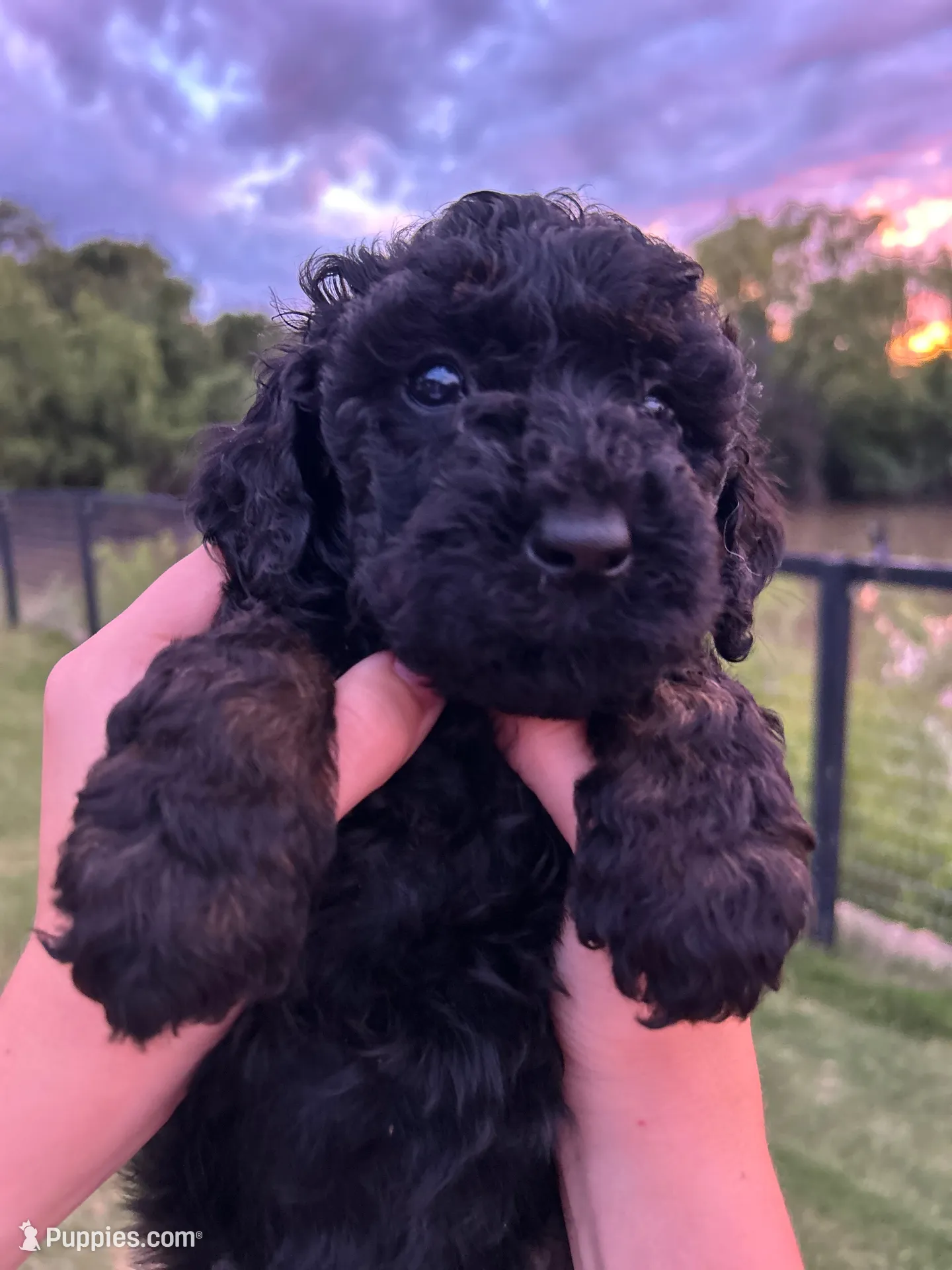 Stormy , a female Goldendoodle for sale in Weatherford, TX – 1 of 6
