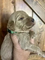 Mocha, a female Goldendoodle for sale in Weatherford, TX – 3 of 6