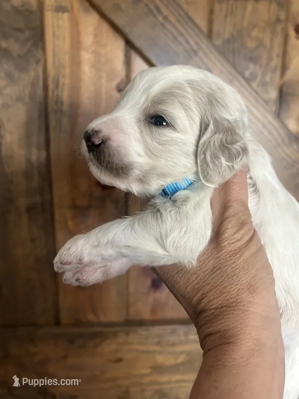 River  – Goldendoodle puppy for sale in Weatherford, TX