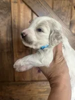 River , a male Goldendoodle for sale in Weatherford, TX – 1 of 10