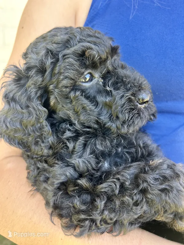 Cocoa  – Goldendoodle puppy for sale in Weatherford, TX