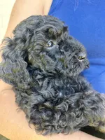 Cocoa , a female Goldendoodle for sale in Weatherford, TX – 1 of 2