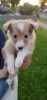BEEB4, a female Shetland Sheepdog for sale in Upland, CA – 2 of 3