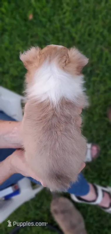 BEEB4 – Shetland Sheepdog puppy for sale in Upland, CA