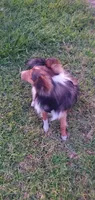 Vision, a male Shetland Sheepdog for sale in Upland, CA – 3 of 3