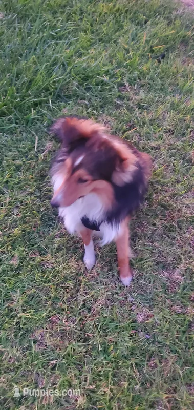 Vision – Shetland Sheepdog puppy for sale in Upland, CA
