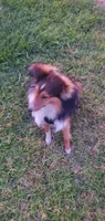 Vision, a male Shetland Sheepdog for sale in Upland, CA – 1 of 3