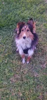 Vision, a male Shetland Sheepdog for sale in Upland, CA – 2 of 3